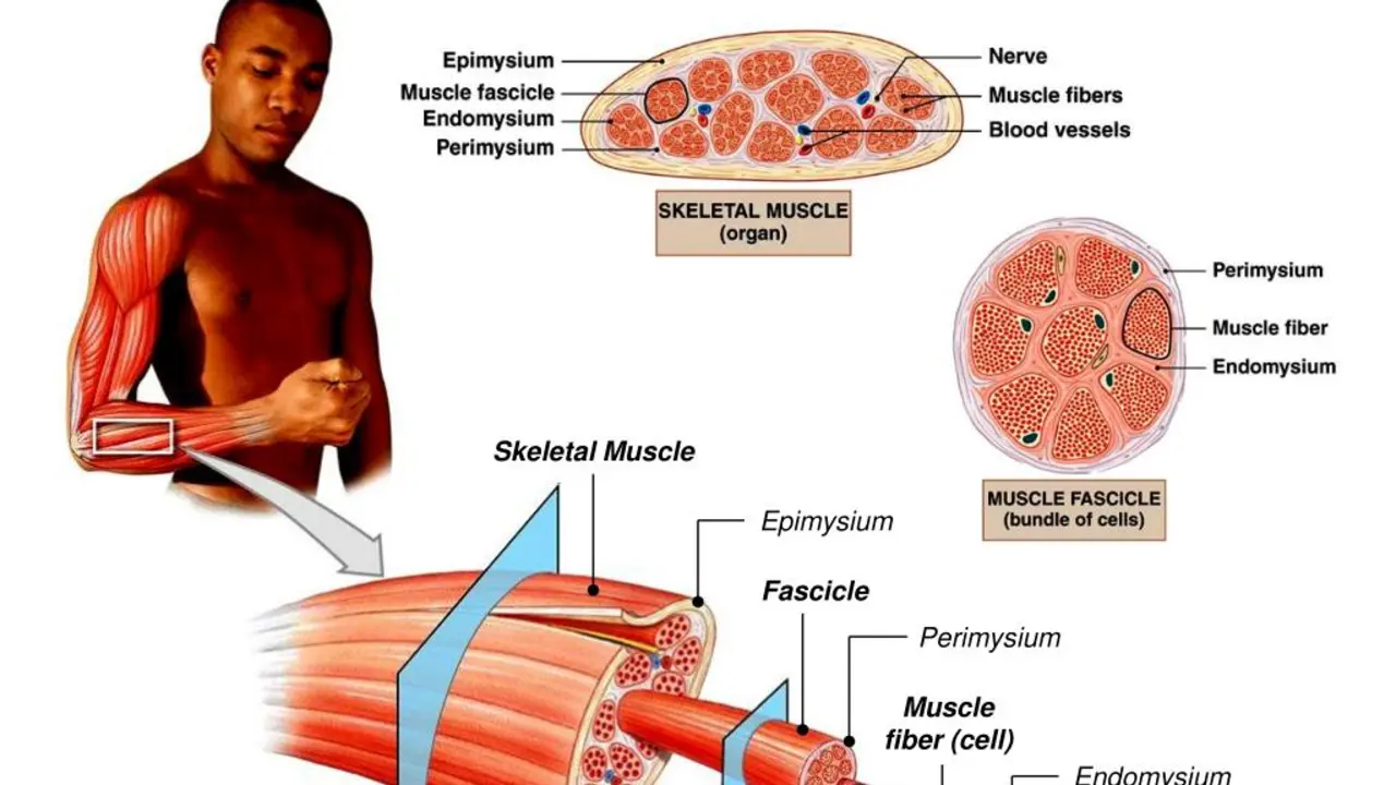The Role of Compression Therapy in Treating Acute Skeletal Muscle Conditions